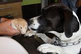 CHIEN ET RAT 024